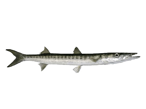 Baracuda