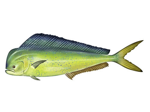 Mahi Mahi