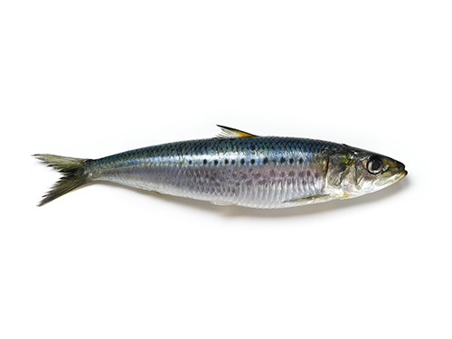 Sardines